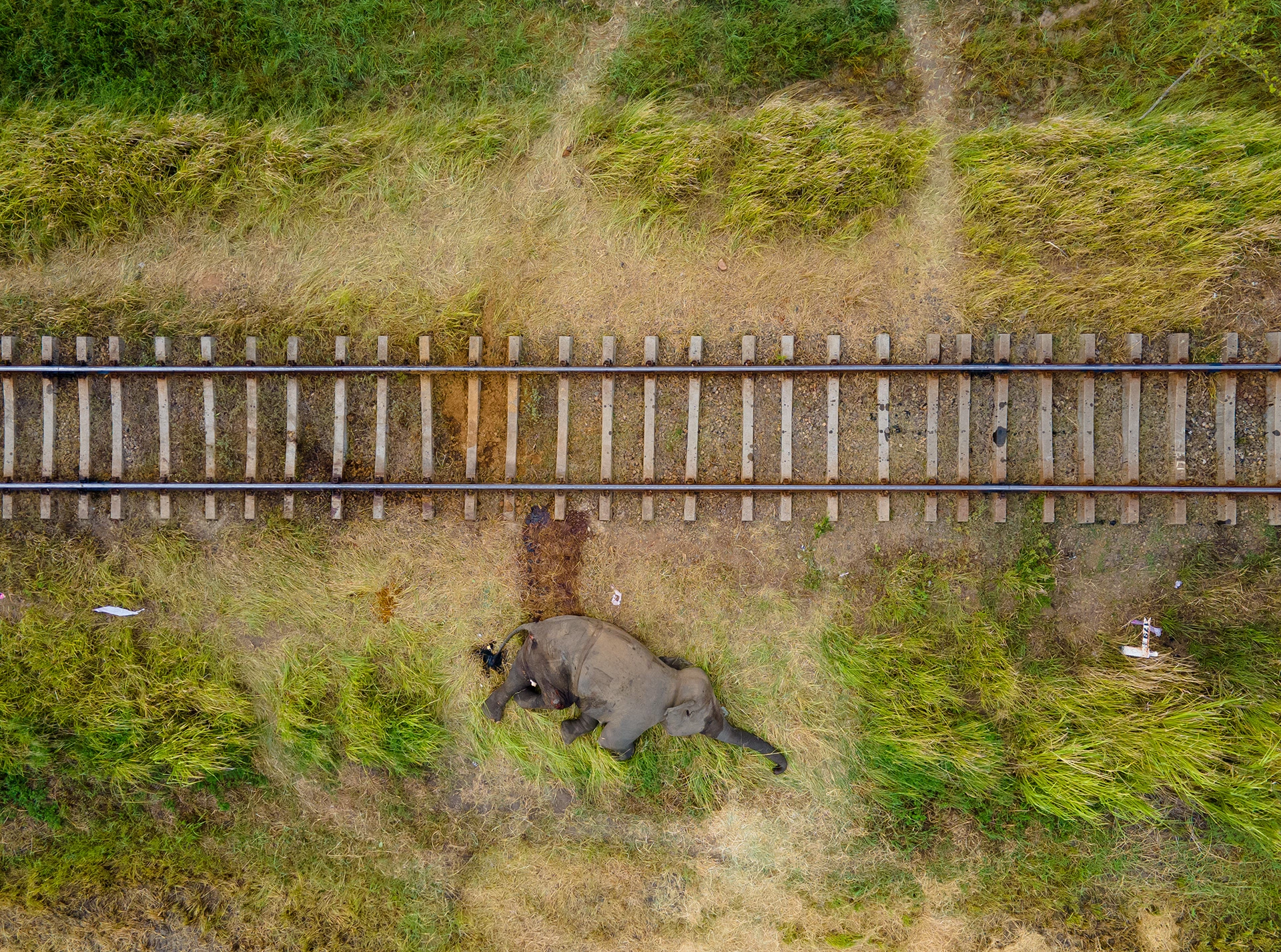 Elephant Behaviour & Conservation Photography Expedition – Sri Lanka photo 1